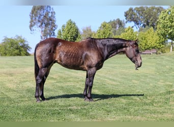 Quarter horse américain, Hongre, 10 Ans, 152 cm, Buckskin