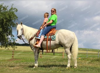 Quarter horse américain, Hongre, 10 Ans, 152 cm, Gris moucheté
