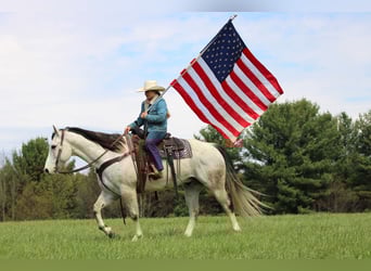 Quarter horse américain, Hongre, 10 Ans, 152 cm, Gris