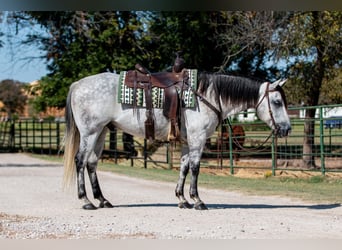 Quarter horse américain, Hongre, 10 Ans, 152 cm, Gris