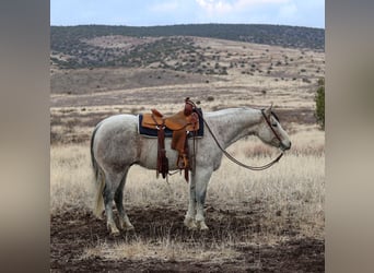 Quarter horse américain, Hongre, 10 Ans, 152 cm, Gris