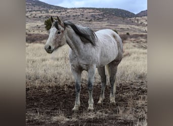 Quarter horse américain, Hongre, 10 Ans, 152 cm, Gris