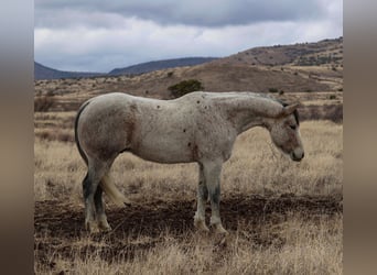 Quarter horse américain, Hongre, 10 Ans, 152 cm, Gris