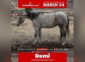 Quarter horse américain, Hongre, 10 Ans, 152 cm, Gris