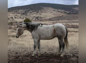 Quarter horse américain, Hongre, 10 Ans, 152 cm, Gris