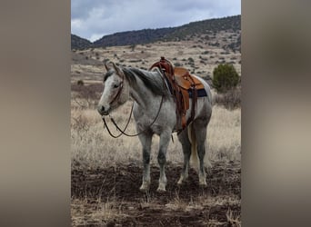 Quarter horse américain, Hongre, 10 Ans, 152 cm, Gris