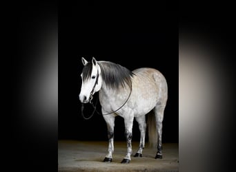 Quarter horse américain, Hongre, 10 Ans, 152 cm, Gris