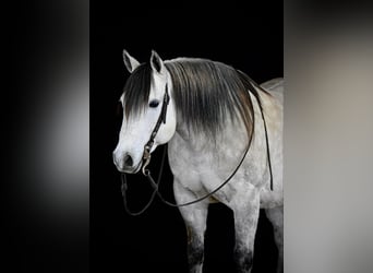 Quarter horse américain, Hongre, 10 Ans, 152 cm, Gris