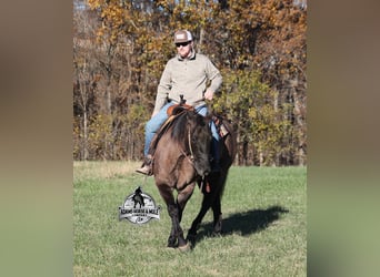 Quarter horse américain, Hongre, 10 Ans, 152 cm, Grullo