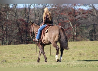 Quarter horse américain, Hongre, 10 Ans, 152 cm, Grullo