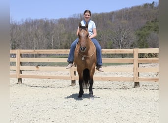 Quarter horse américain, Hongre, 10 Ans, 152 cm, Isabelle