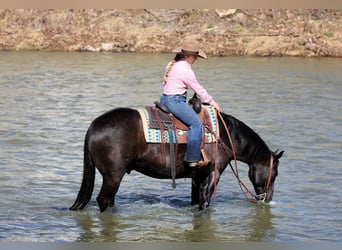 Quarter horse américain, Hongre, 10 Ans, 152 cm, Noir