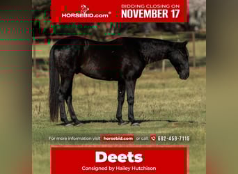 Quarter horse américain, Hongre, 10 Ans, 152 cm, Noir