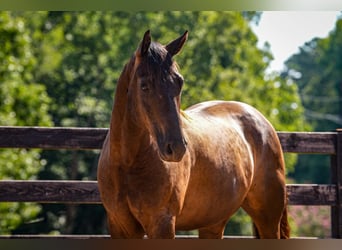 Quarter horse américain, Hongre, 10 Ans, 152 cm, Noir