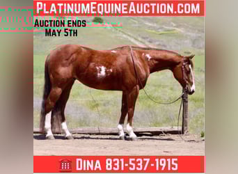 Quarter horse américain, Hongre, 10 Ans, 152 cm, Overo-toutes couleurs