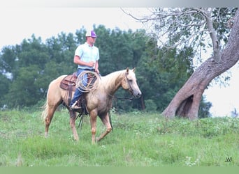 Quarter horse américain, Hongre, 10 Ans, 152 cm, Palomino