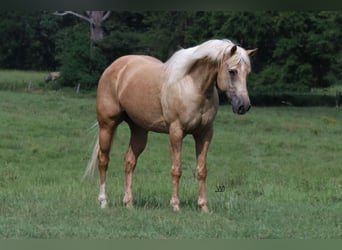 Quarter horse américain, Hongre, 10 Ans, 152 cm, Palomino