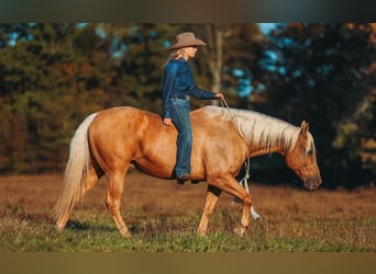 Quarter horse américain, Hongre, 10 Ans, 152 cm, Palomino