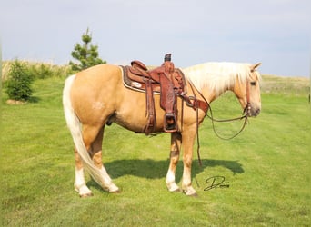 Quarter horse américain Croisé, Hongre, 10 Ans, 152 cm, Palomino