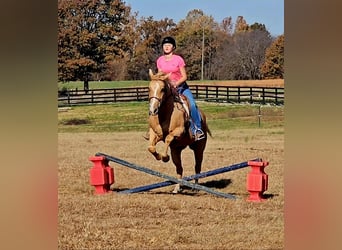 Quarter horse américain, Hongre, 10 Ans, 152 cm, Palomino