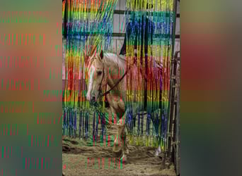 Quarter horse américain, Hongre, 10 Ans, 152 cm, Palomino