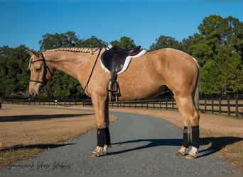 Quarter horse américain, Hongre, 10 Ans, 152 cm, Palomino