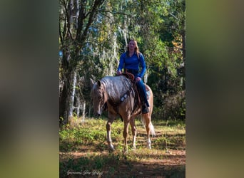 Quarter horse américain, Hongre, 10 Ans, 152 cm, Palomino