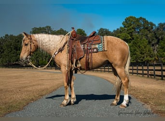 Quarter horse américain, Hongre, 10 Ans, 152 cm, Palomino