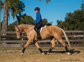 Quarter horse américain, Hongre, 10 Ans, 152 cm, Palomino