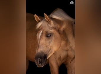 Quarter horse américain, Hongre, 10 Ans, 152 cm, Palomino