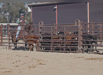 Quarter horse américain, Hongre, 10 Ans, 152 cm, Roan-Bay