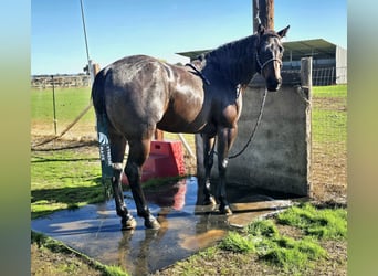 Quarter horse américain, Hongre, 10 Ans, 152 cm, Roan-Bay