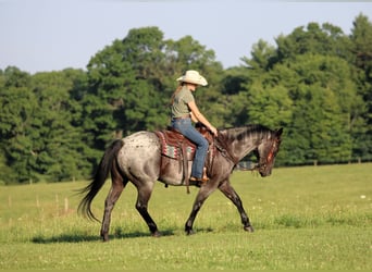Quarter horse américain, Hongre, 10 Ans, 152 cm, Rouan Bleu