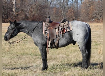 Quarter horse américain, Hongre, 10 Ans, 152 cm, Rouan Bleu