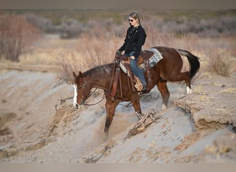 Quarter horse américain, Hongre, 10 Ans, 152 cm, Rouan Rouge