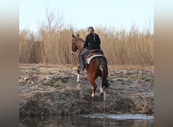 Quarter horse américain, Hongre, 10 Ans, 152 cm, Rouan Rouge