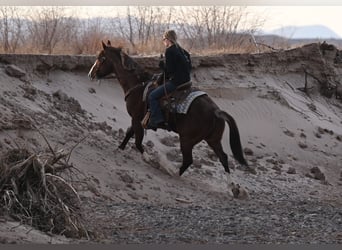 Quarter horse américain, Hongre, 10 Ans, 152 cm, Rouan Rouge