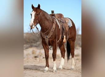 Quarter horse américain, Hongre, 10 Ans, 152 cm, Rouan Rouge