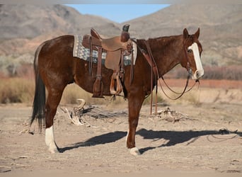 Quarter horse américain, Hongre, 10 Ans, 152 cm, Rouan Rouge