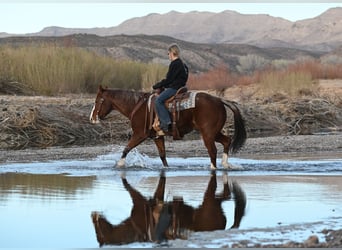 Quarter horse américain, Hongre, 10 Ans, 152 cm, Rouan Rouge