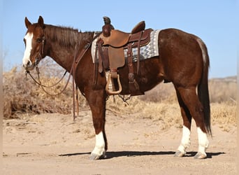 Quarter horse américain, Hongre, 10 Ans, 152 cm, Rouan Rouge