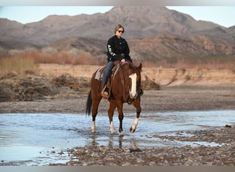 Quarter horse américain, Hongre, 10 Ans, 152 cm, Rouan Rouge