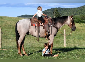 Quarter horse américain, Hongre, 10 Ans, 152 cm, Rouan Rouge