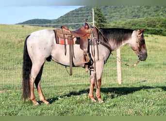 Quarter horse américain, Hongre, 10 Ans, 152 cm, Rouan Rouge