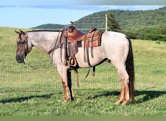 Quarter horse américain, Hongre, 10 Ans, 152 cm, Rouan Rouge