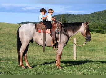 Quarter horse américain, Hongre, 10 Ans, 152 cm, Rouan Rouge