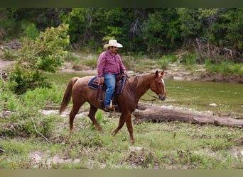Quarter horse américain, Hongre, 10 Ans, 152 cm, Rouan Rouge