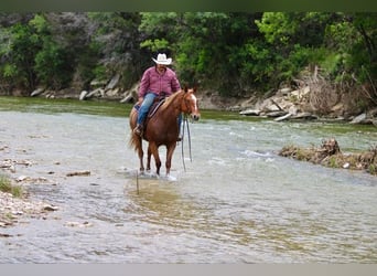 Quarter horse américain, Hongre, 10 Ans, 152 cm, Rouan Rouge