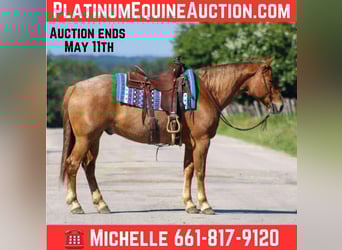 Quarter horse américain, Hongre, 10 Ans, 152 cm, Rouan Rouge