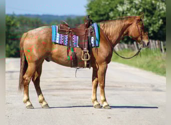 Quarter horse américain, Hongre, 10 Ans, 152 cm, Rouan Rouge